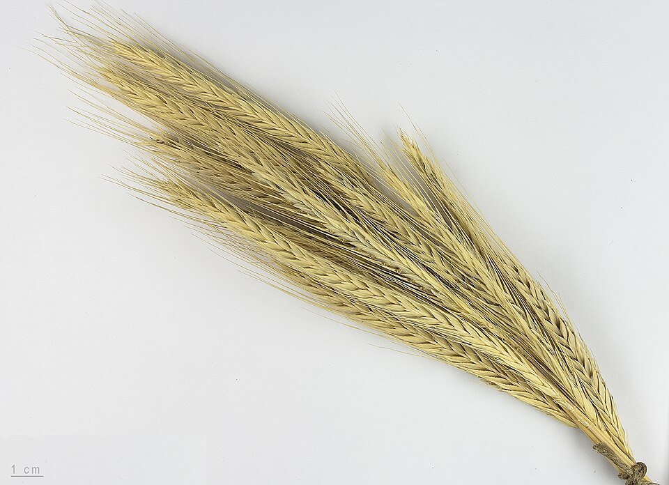 resources of Rye exporters resources of Rye exporters