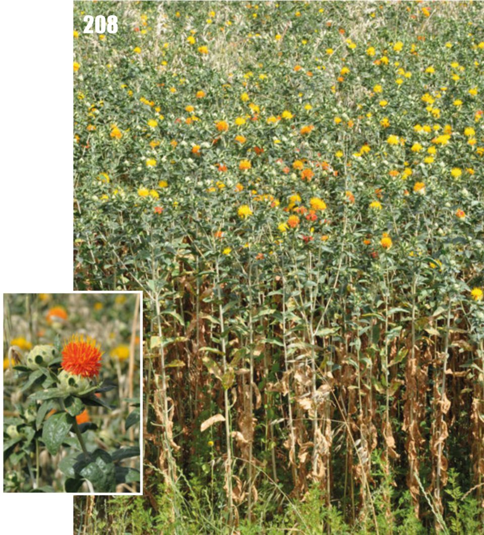 Safflower Seeds Exporters, Wholesaler & Manufacturer | Globaltradeplaza.com