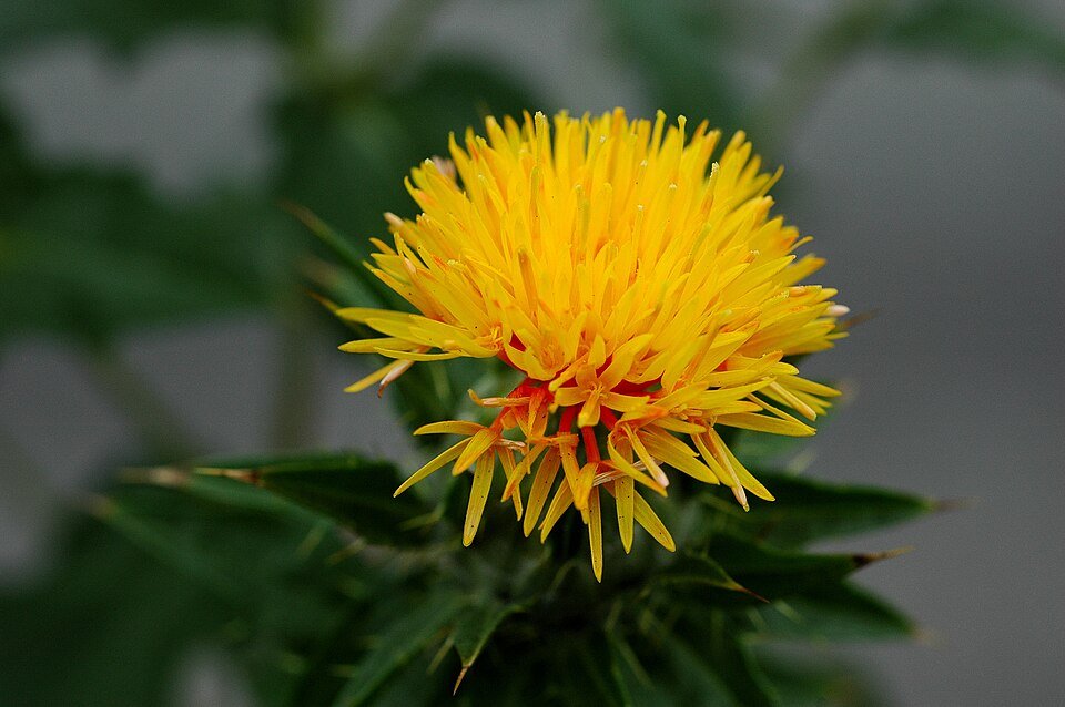 resources of Safflower Seed exporters