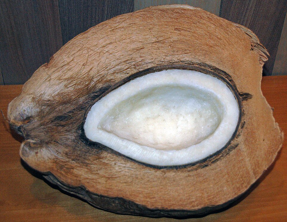 Semi-husked Coconut Exporters, Wholesaler & Manufacturer | Globaltradeplaza.com