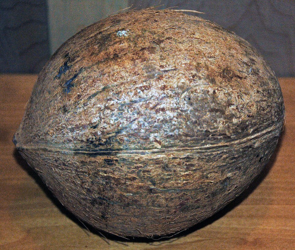 resources of Semi Husked Coconut exporters