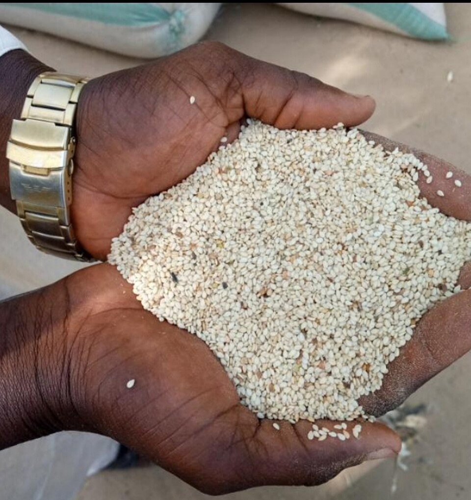 Sesame Seeds Exporters, Wholesaler & Manufacturer | Globaltradeplaza.com
