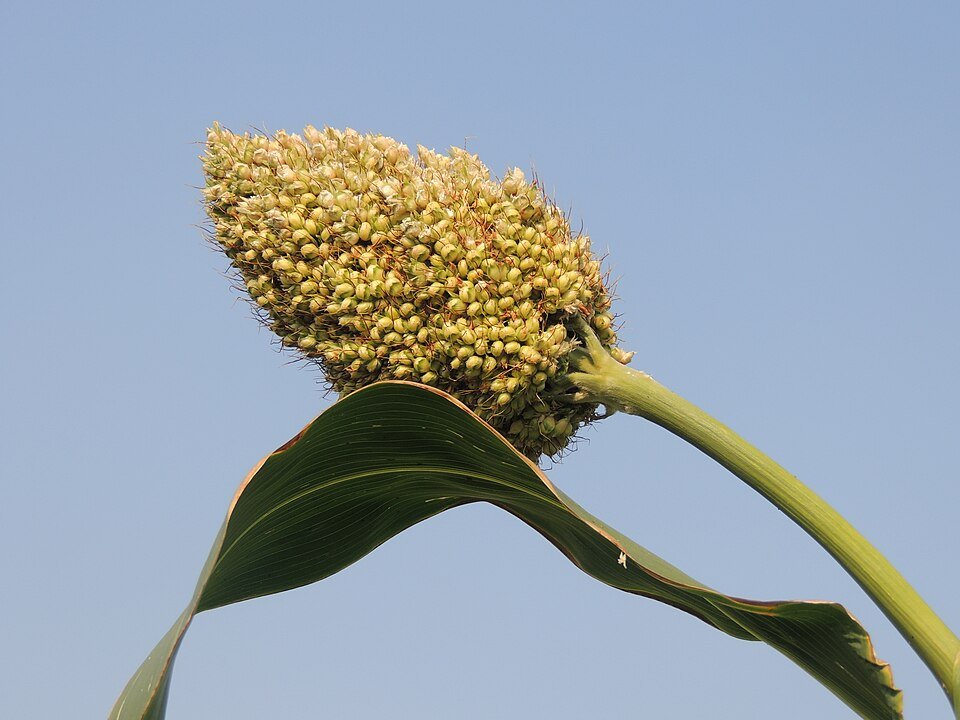 Sorghum Exporters, Wholesaler & Manufacturer | Globaltradeplaza.com