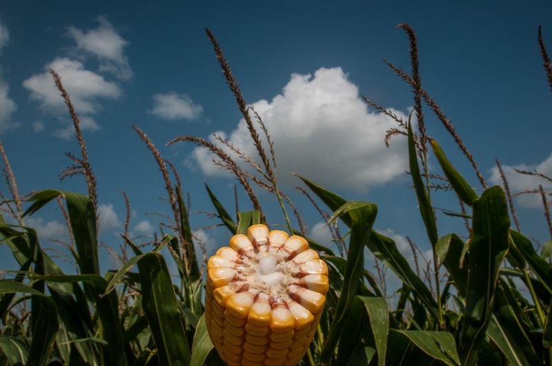 resources of Sorghum Seeds exporters