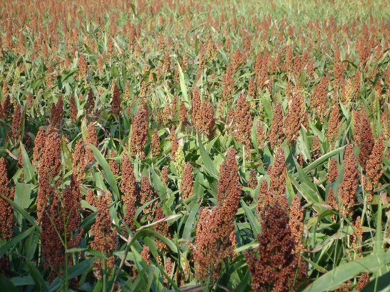 resources of Sorghum sudan grass seeds exporters