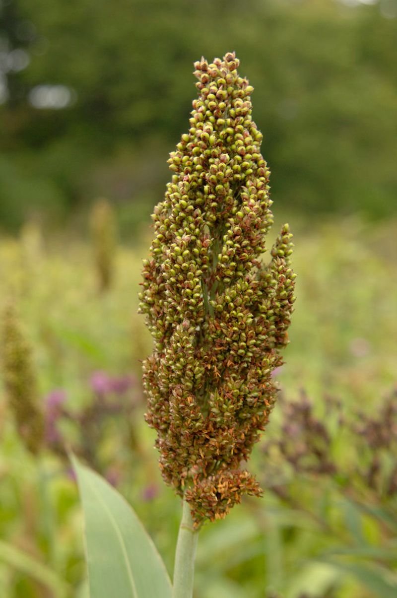resources of Organic Sorghum exporters
