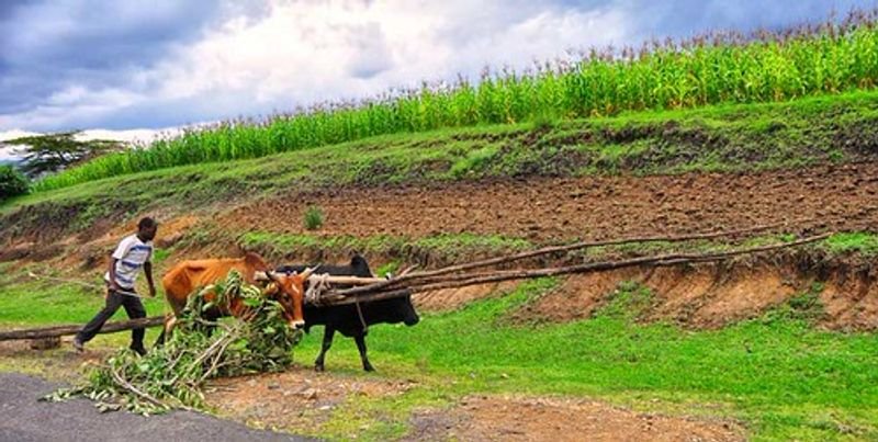 resources of Sorghum millet exporters