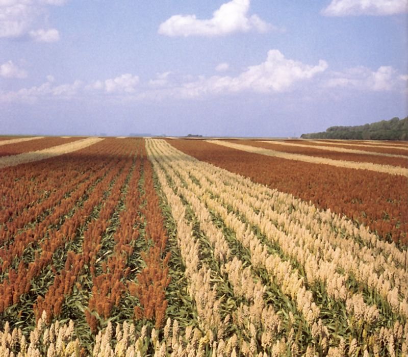 resources of Moisture-various field application exporters