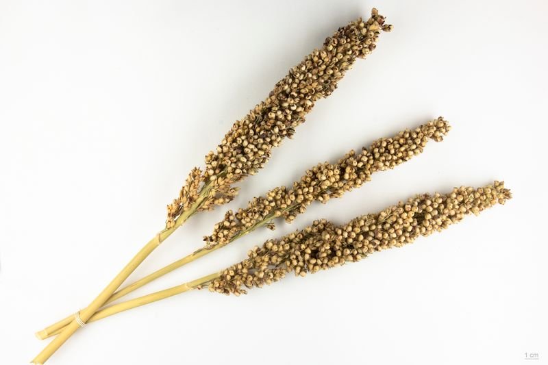 resources of White Sorghum exporters resources of White Sorghum exporters