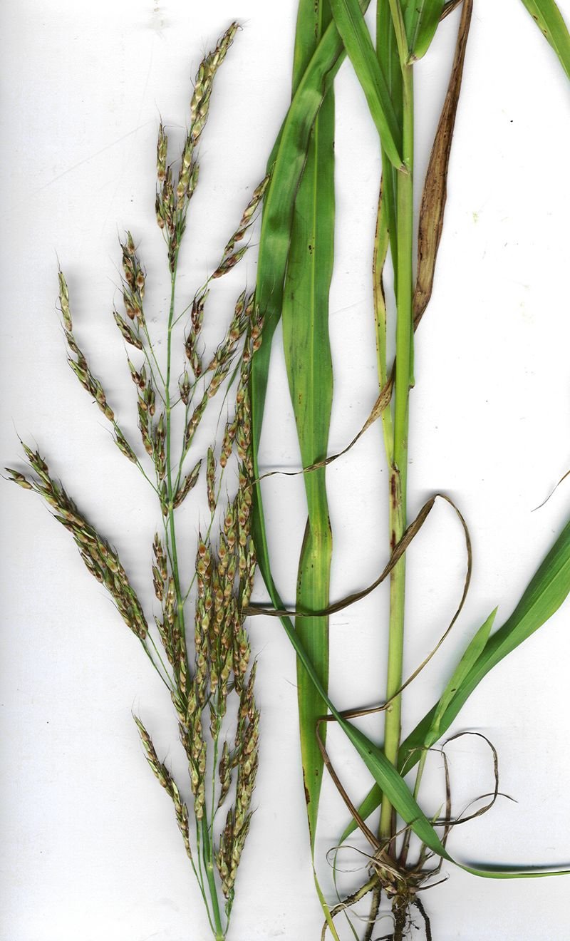 resources of 100% Organic Sorghum exporters