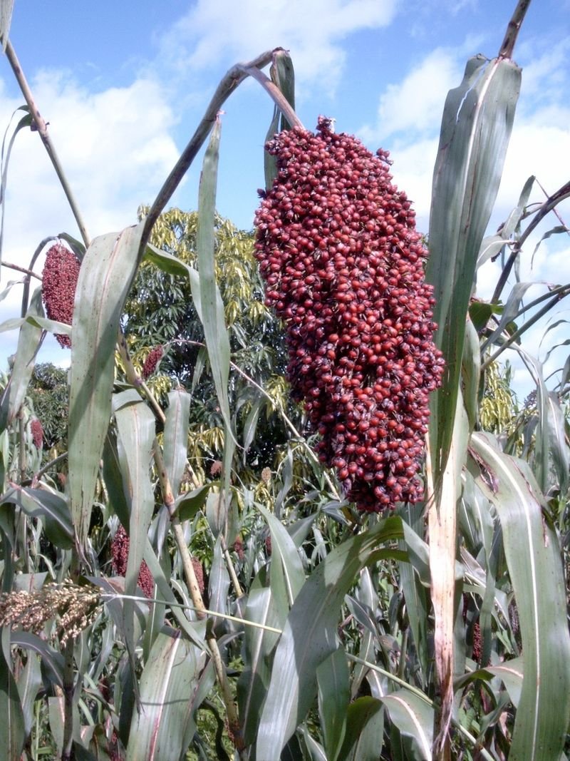resources of MIDLAND SORGHUM BEVERAGE exporters