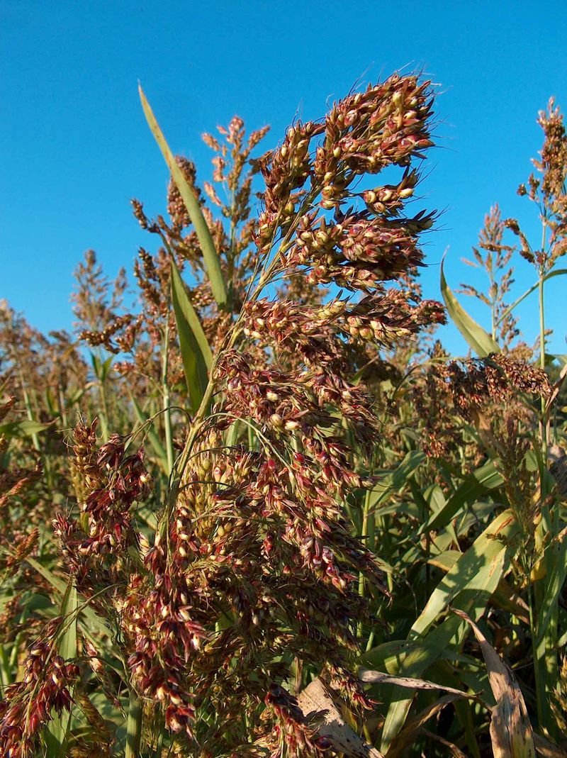 resources of Fibraurea Tinctoria exporters