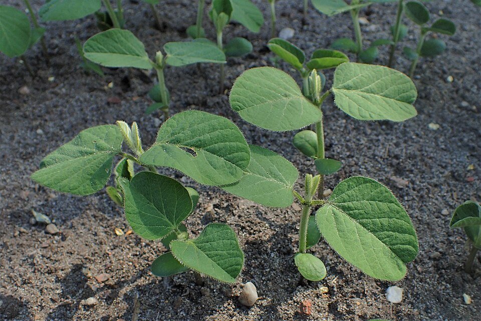 Soybean Exporters, Wholesaler & Manufacturer | Globaltradeplaza.com