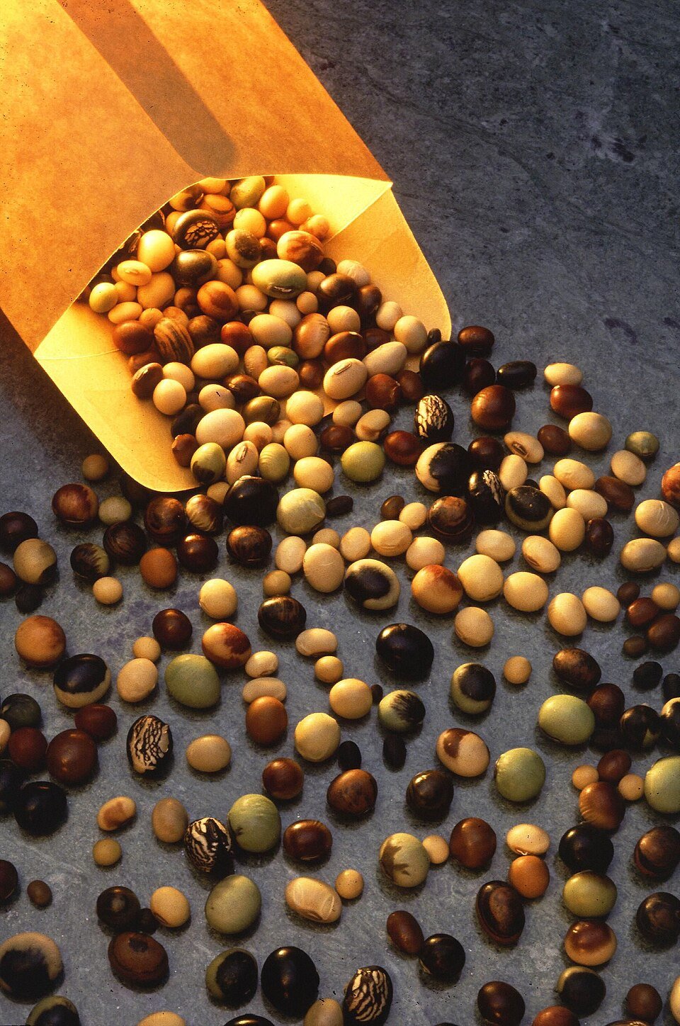 Soybean Seeds Exporters, Wholesaler & Manufacturer | Globaltradeplaza.com
