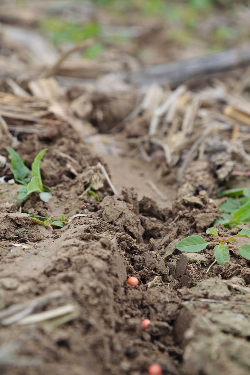resources of Alfalfa pellet exporters