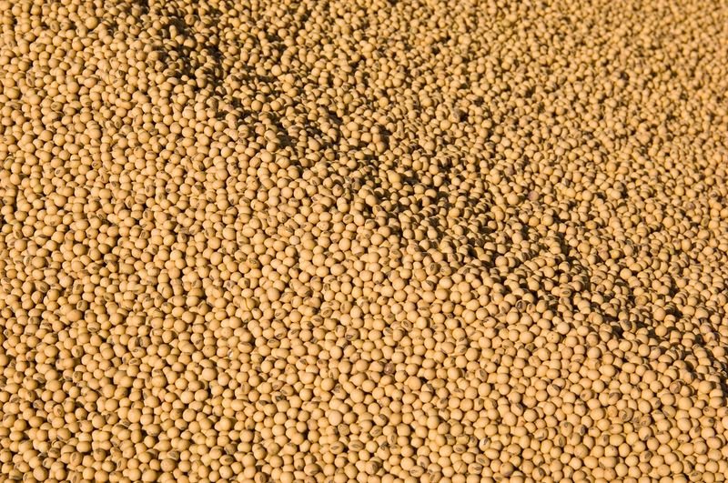 resources of Sw5001-textured soy protein-granular-3x3mm exporters