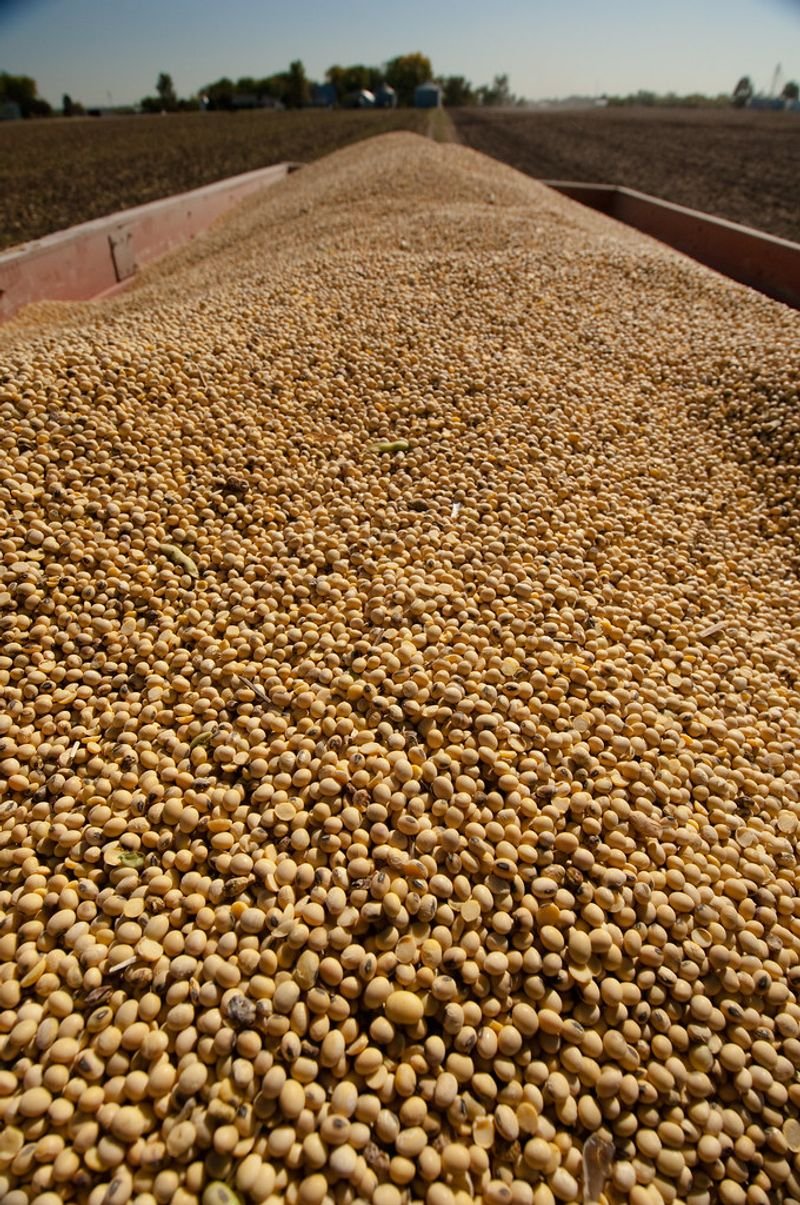 resources of Cleaned Soybeans exporters