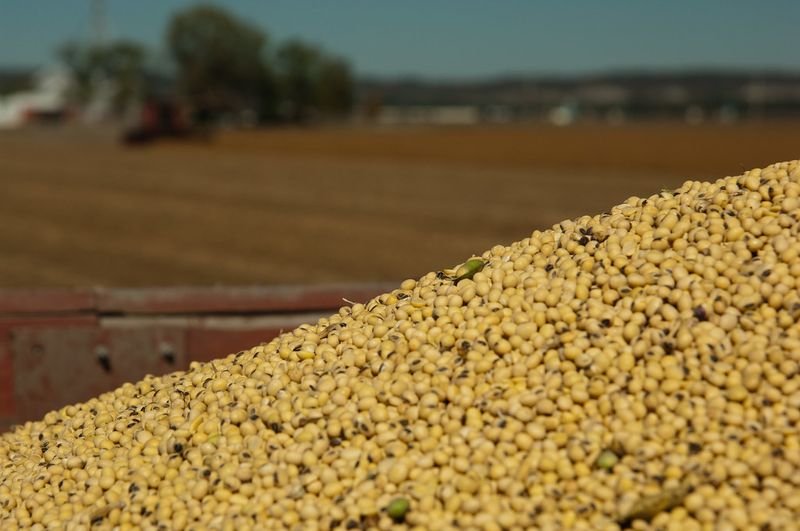 resources of Soybean Nogmo Or Gmo exporters