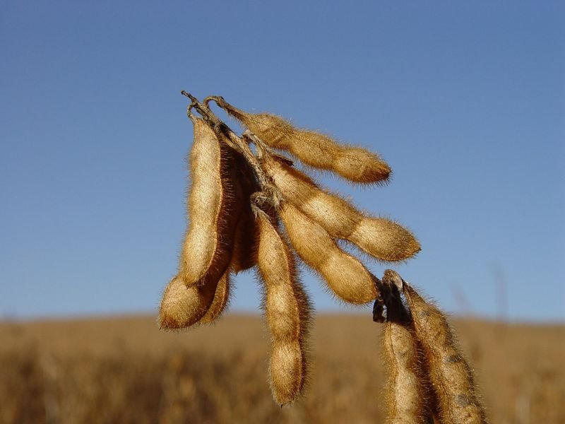 resources of Soya exporters
