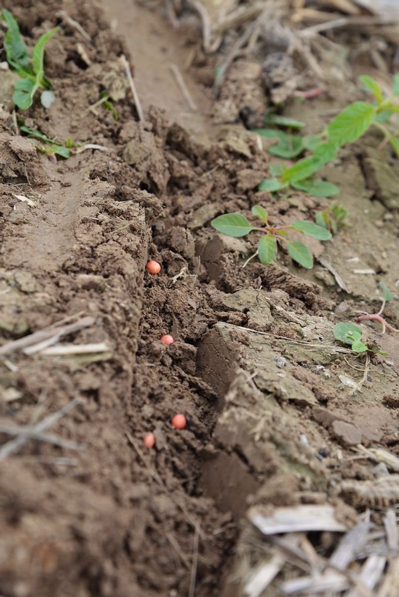 resources of Tree Tomatoes Seedlings exporters