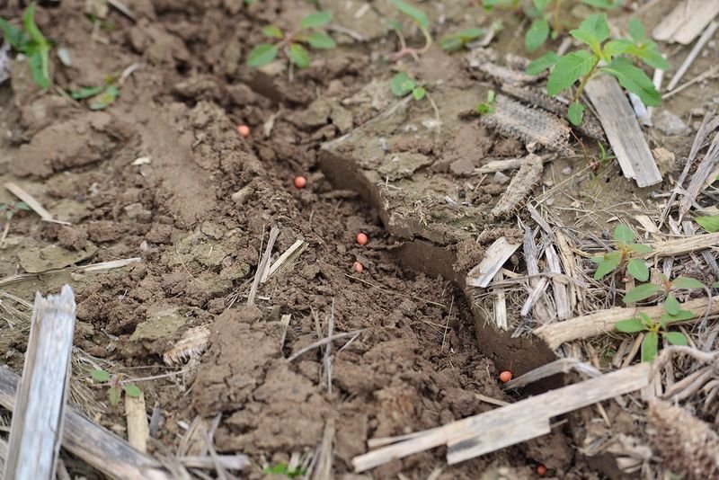 resources of Mole Repellent exporters