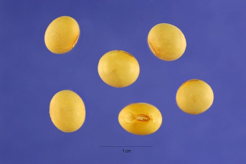 resources of Striking Popping Candy Lemon Flavor - 48 pcs exporters