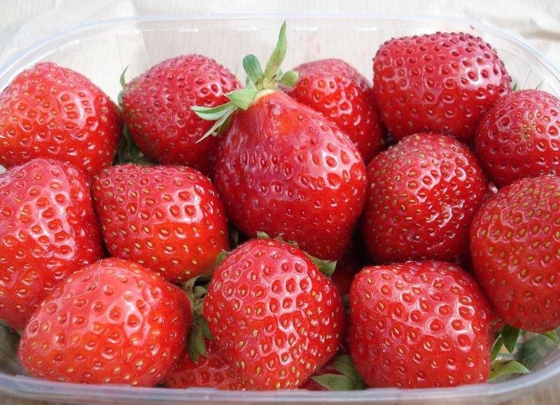 resources of Fresh Festival Strawberry, Fresh Fruits exporters