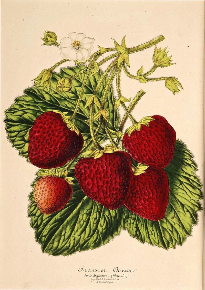 resources of Strawberry exporters