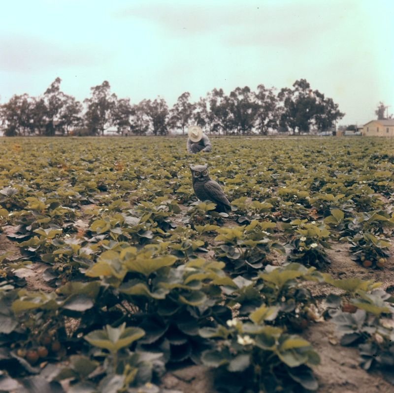 resources of Frozen Strawberry exporters