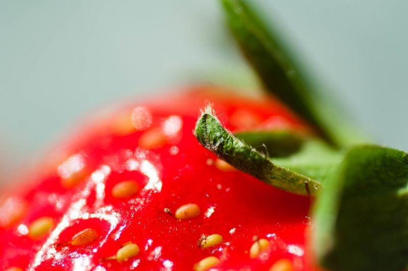 resources of Souvenaid Strawberry 24 Pack 125mL Wholesale exporters