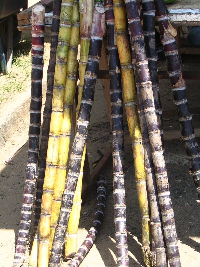 resources of Sugar exporters