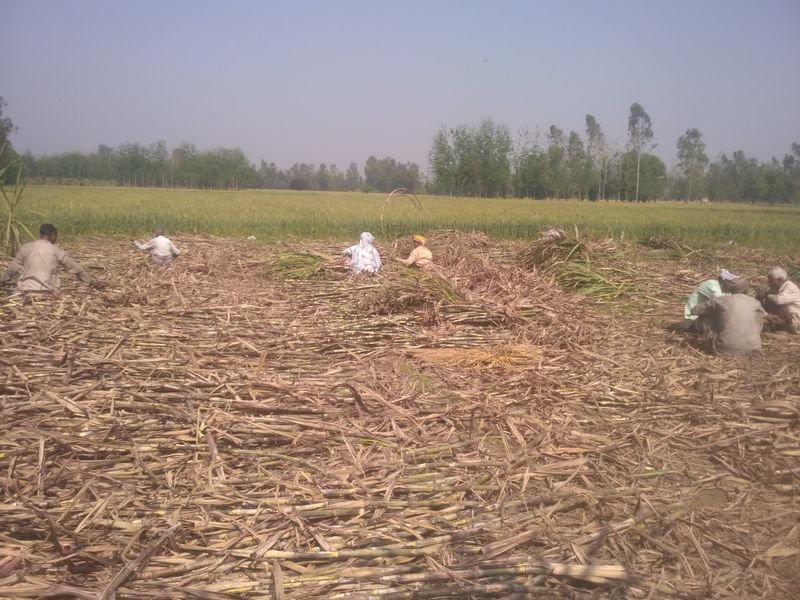 resources of Natural Frozen Peeled Sugarcane exporters
