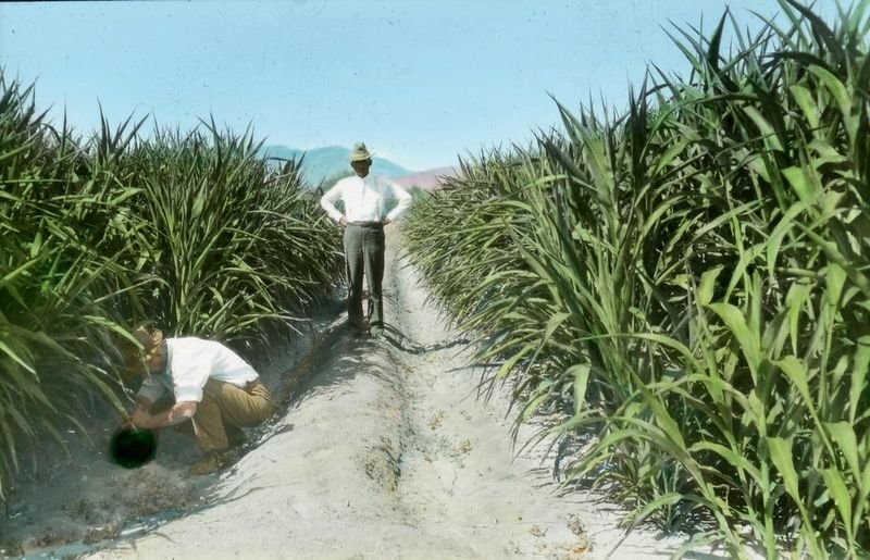 resources of Sugar Ic150 exporters