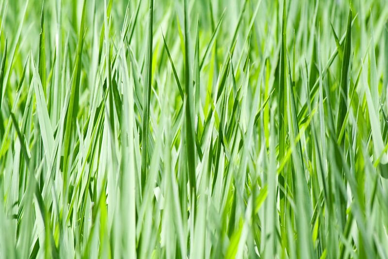 resources of Sugar Icumsa 45, 100, 1200 exporters