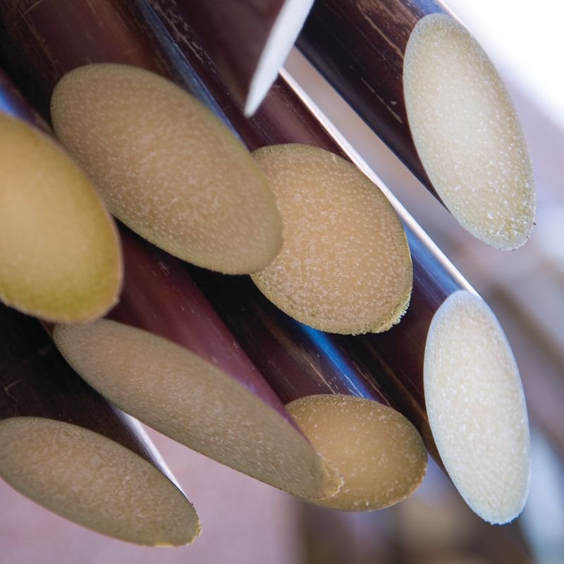 resources of Sugarcane Bagasse Plates exporters