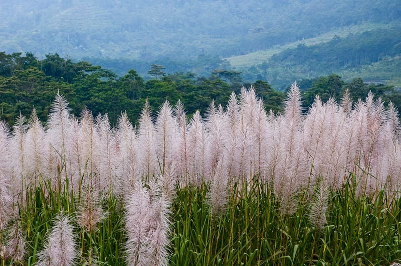 resources of Sugarcane exporters