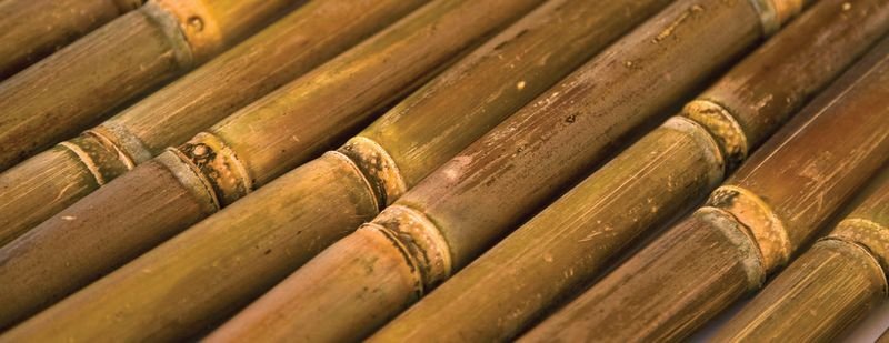 resources of Sugar Cane exporters
