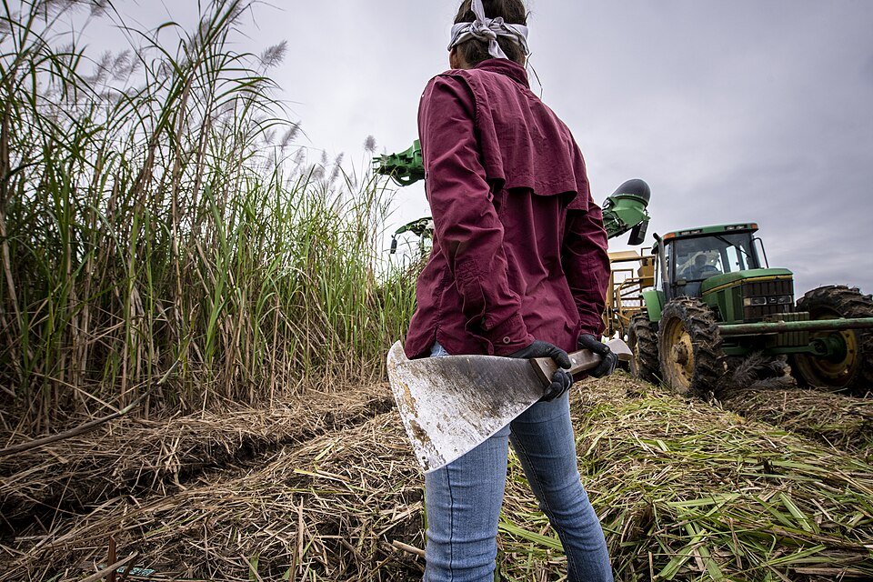 Sugarcane Products Exporters, Wholesaler & Manufacturer | Globaltradeplaza.com