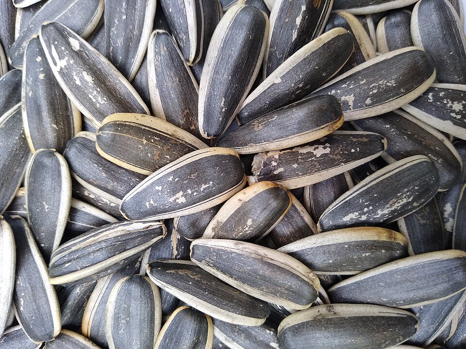 Sunflower Seed Exporters, Wholesaler & Manufacturer | Globaltradeplaza.com