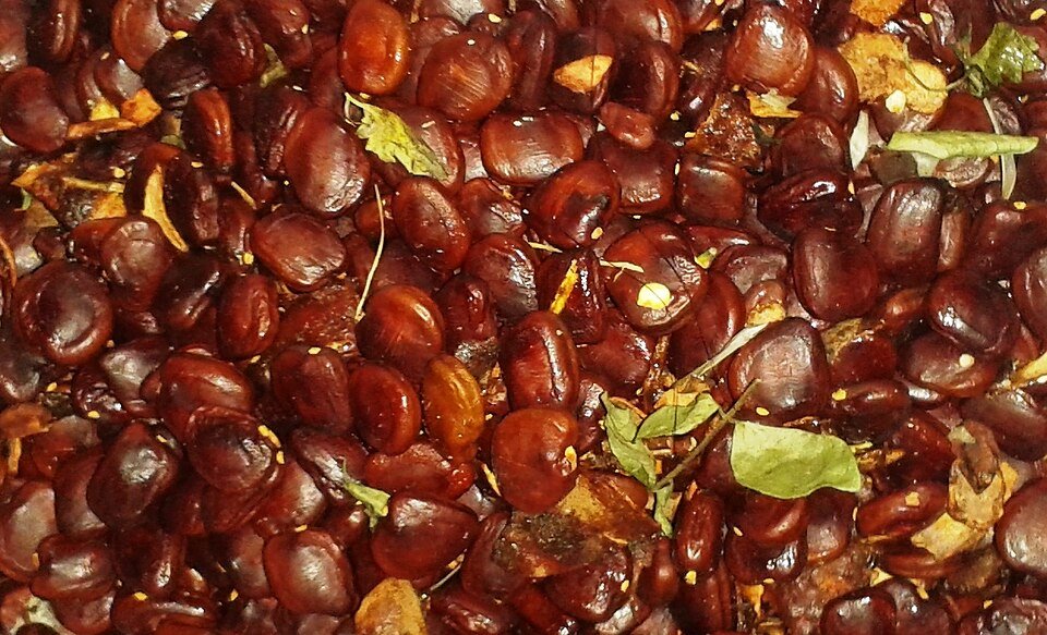resources of Tamarind Seed exporters