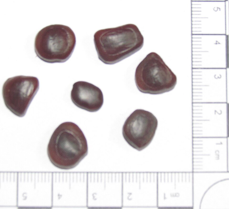 resources of Tamarind (Seed Less) exporters