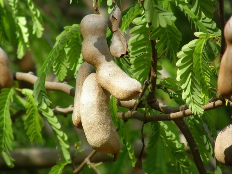 resources of Tamarind Seeds exporters