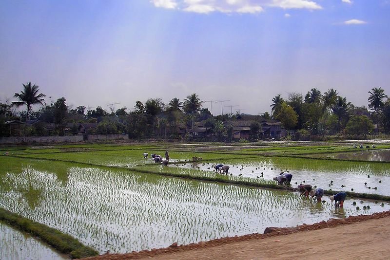resources of Thai Hom Mali Rice exporters resources of Thai Hom Mali Rice exporters