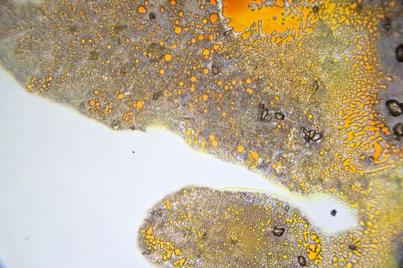 resources of Curcumin exporters