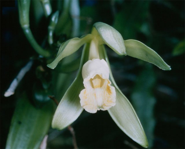resources of Vanilla Tahitensis Beans exporters