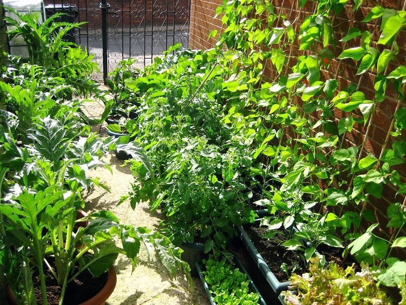 resources of 90% purity inulin from jerusalem artichoke exporters