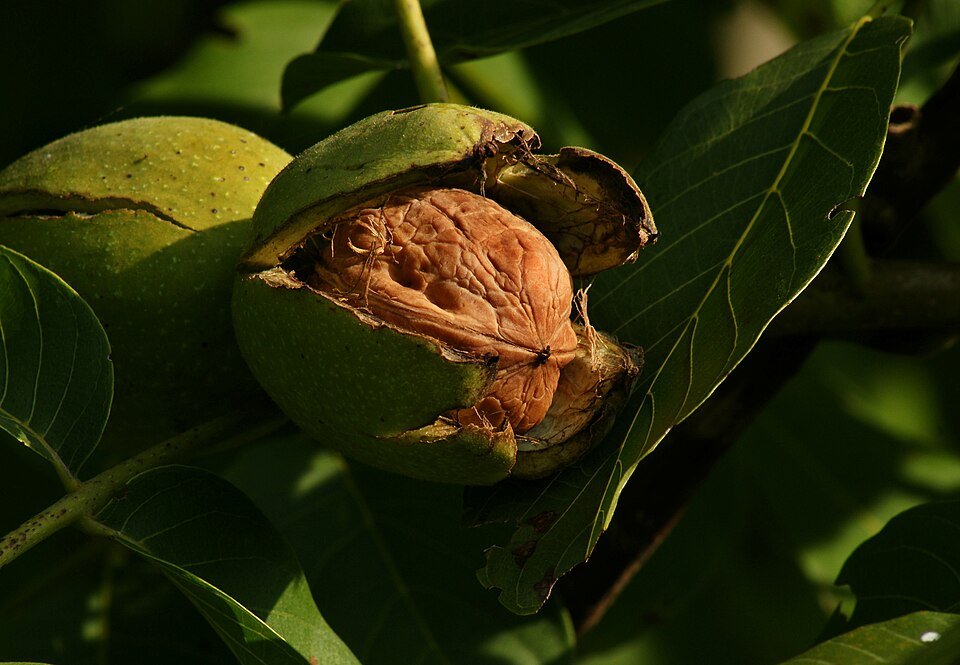 resources of Akhrot (Walnut) Ka Halwa exporters