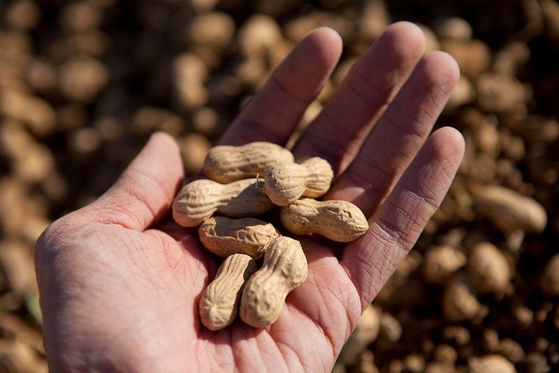 resources of Organic Walnut Kernel 1/2 Halves exporters