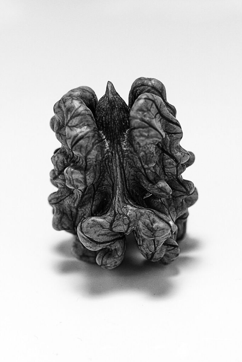 resources of Walnuts, Californian In-Shell exporters