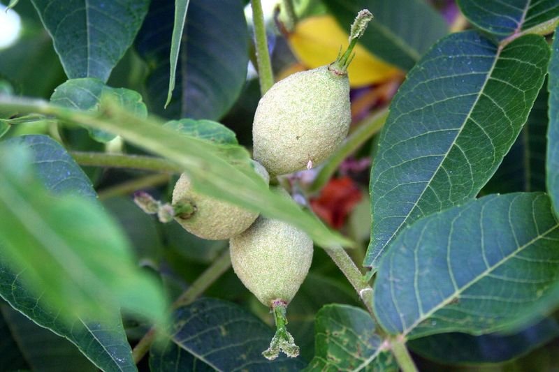 resources of Inshell walnuts walnüsse in der schale exporters